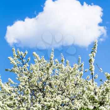 white cloud in blue sky and blossoming cherry tree in spring