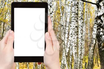 travel concept - tourist photograph russian birch grove in autumn on tablet pc with cut out screen with blank place for advertising logo