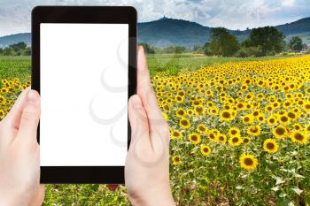 travel concept - tourist photograph sunflower plantation in Vosges Mountains background in Alsace, France on tablet pc with cut out screen with blank place for advertising logo
