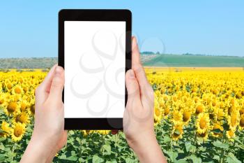 travel concept - tourist photograph yelow sunflower fields in hill of Caucasus mountains on tablet pc with cut out screen with blank place for advertising logo
