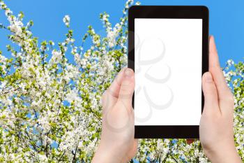 travel concept - tourist photograph white blossoming cherry tree crown on blue sky background on tablet pc with cut out screen with blank place for advertising logo