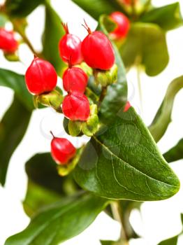 red seeds of hypericum plant close up