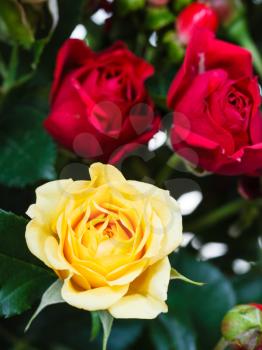yellow and red roses in bouquet of flowers close up