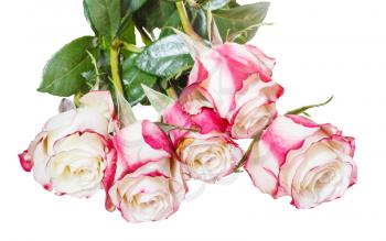 bunch of pink roses isolated on white background