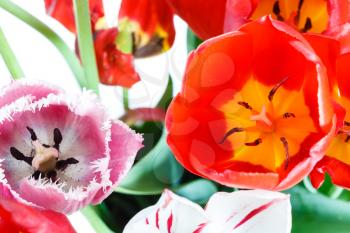 fresh red, white, pink tulip flowers in posy close up