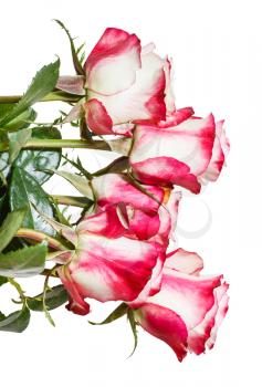 side view of bunch of pink roses isolated on white background