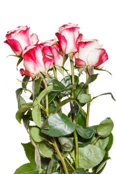 side view of armful of pink roses isolated on white background