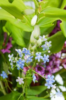 natural background from wild flowers on green lawn - forget-me-not and polygonatum plants close up