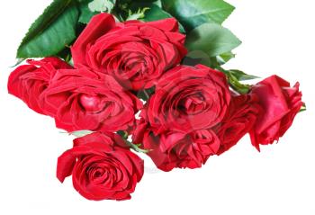 bunch of red roses isolated on white background