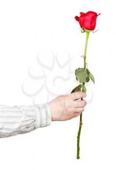 male hand handing one flower - red rose isolated on white background