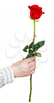 male hand holds one flower - red rose isolated on white background