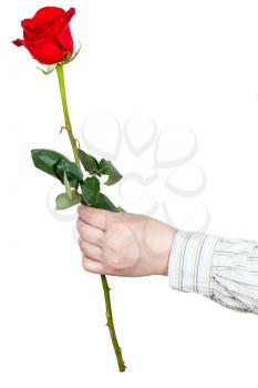 male hand giving one flower - red rose isolated on white background