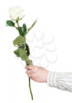 male hand holds one flower - white rose isolated on white background