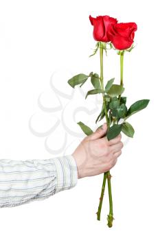 male hand giving two red roses isolated on white background