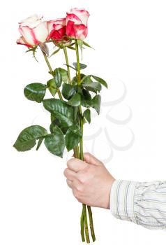 male hand giving three pink roses isolated on white background