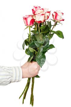 male hand giving bouquet of five pink roses isolated on white background