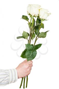male hand giving three white roses isolated on white background