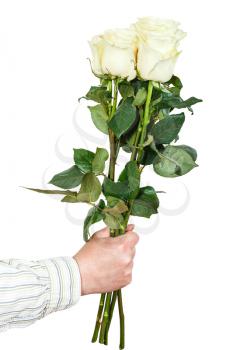 male hand giving bouquet of five white roses isolated on white background