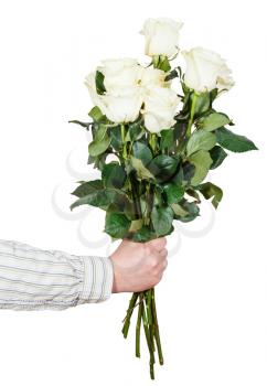 male hand giving bouquet of many white roses isolated on white background
