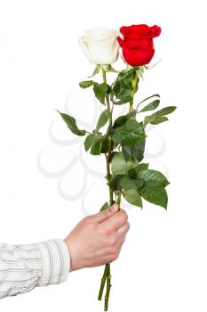 male hand holds two white and red roses isolated on white background