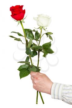 male hand giving two white and red roses isolated on white background