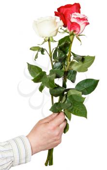 male hand giving bouquet of three red, white, pink roses isolated on white background