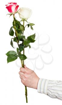 male hand giving bouquet of two white and pink roses isolated on white background