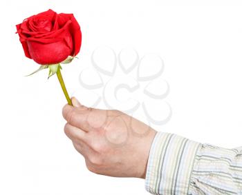 male hand holds red rose flower isolated on white background