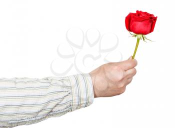 male hand giving red rose flower isolated on white background