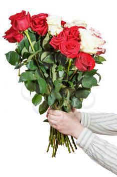 two hands hold bouquet of many roses isolated on white background