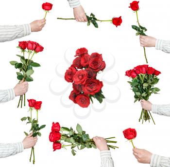 set of red rose bunches of flowers in male hand isolated on white background