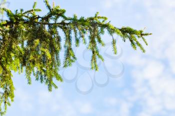 natural background with green spruce branch and blue sky in sunny summer day