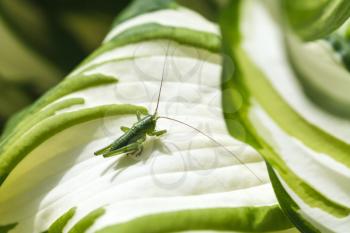 green grasshopper on white leaf of Funkia plant in summer day