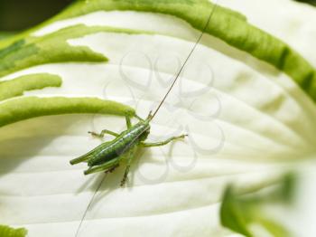 grasshopper on white leaf of Hosta plant in summer