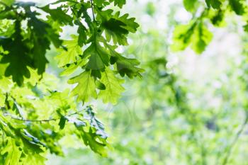 natural background - green oak leaves in summer rainy day
