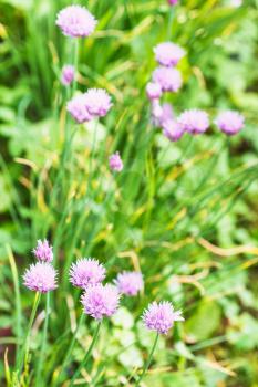 green meadow with flowering chives herb in summer