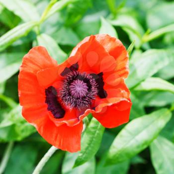 top view of red poppy flower close up on summer green meadow