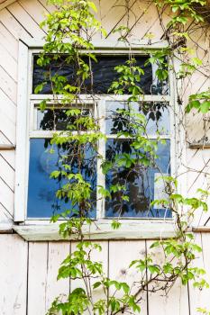 window of old wooden country house with bindweed plant in summer