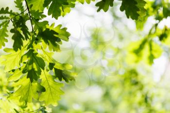 natural background - green oak leaves in summer woods