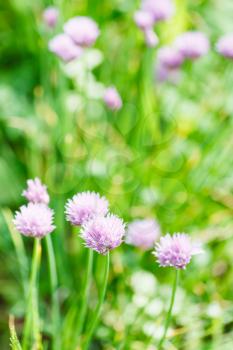 pink flowers of chives herb close up on green summer meadow