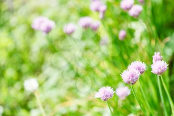 natural background with pink flowers of chives herb on green summer meadow