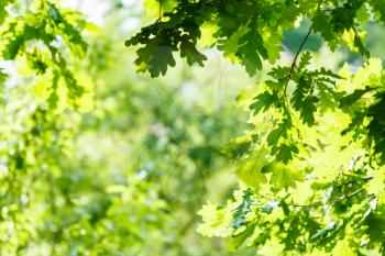 natural background - green oak leaves in summer sunny day