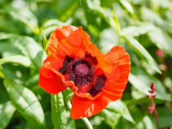 top view of red poppy flower close up on green field