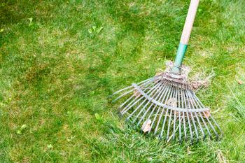 cleaning green lawn from leaves by old rake