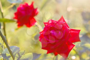 two red roses with sunset backlighting outdoors in summer garden