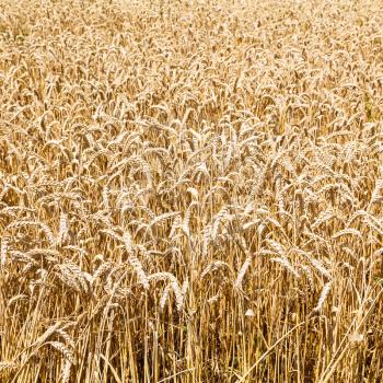 ripe wheat in Kuban region, Russia in summer day