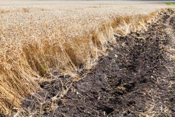 plowed land and field with ripe wheat in Kuban region, Russia