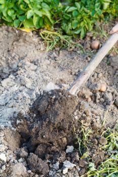 digging of garden bed by spade in summer