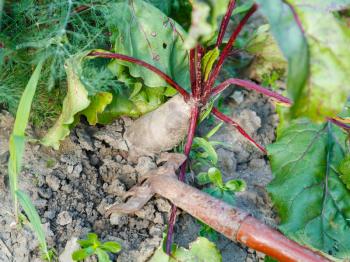 spudding of red beet on garden bed in summer day