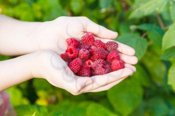 harvesting - ripe raspberries in hands outdoors